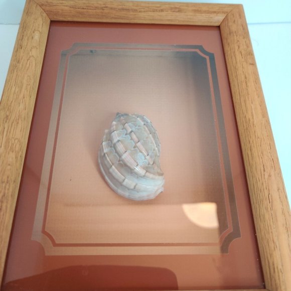 Vtg Framed Shadow Box Sea Shell (David Harp) Nautical Decor - Picture 6 of 7